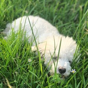 Meet your Posher, Alvaro